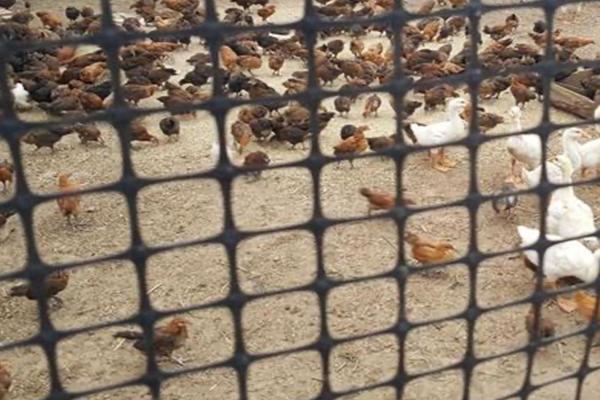 養(yǎng)殖土工格柵:解析使用方法與優(yōu)勢 第1張